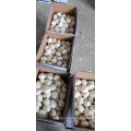 Fresh Pure White Garlic Red Garlic Chinese Supplier